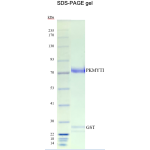 Recombinant Human Full Length PKMYT1